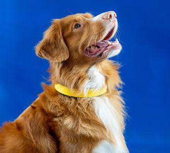 Masser af teknologi i 'smart' hundehalsbånd