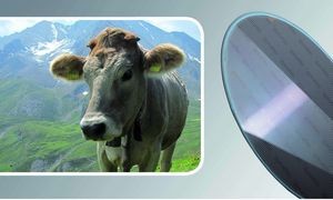 RFID til identifikation af dyr